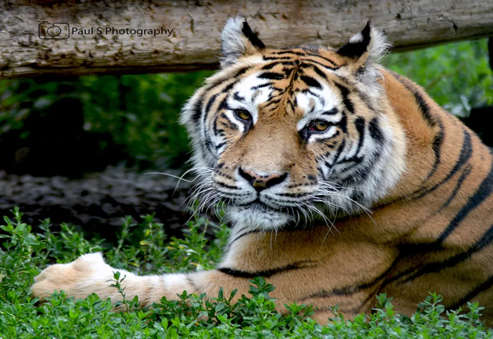 Tigru la zoo