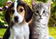 7 boli pe care le poți lua de la animalul tău de companie. La ce trebuie să fii atent